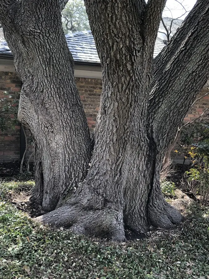 Mature heritage tree close to a Kaumakani property cared for by certified arborists